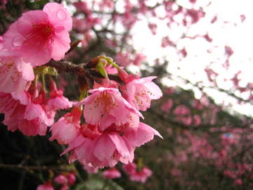 八重岳桜の森公園
