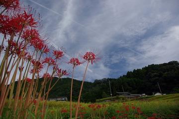 江里山の棚田の彼岸花