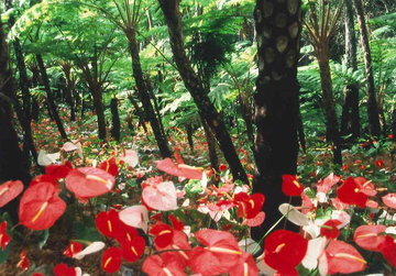 やんばる亜熱帯園