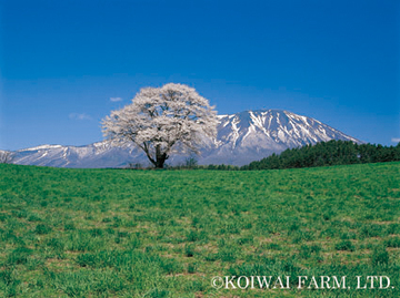 小岩井農場まきば園