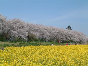 権現堂公園