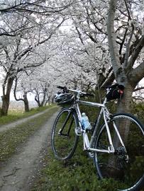 うきは市流川の桜のトンネル