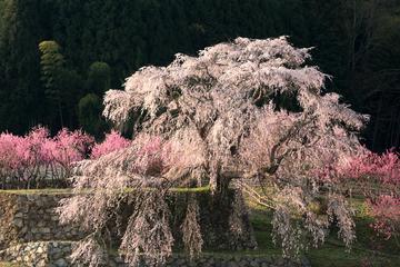 又兵衛桜(本郷の瀧桜)