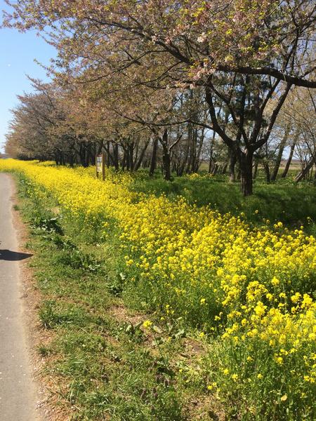 大潟村 菜の花ロード
