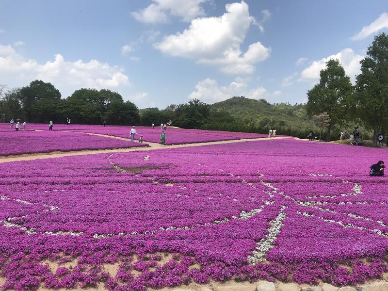 芝桜