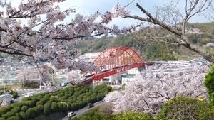 音戸大橋と桜