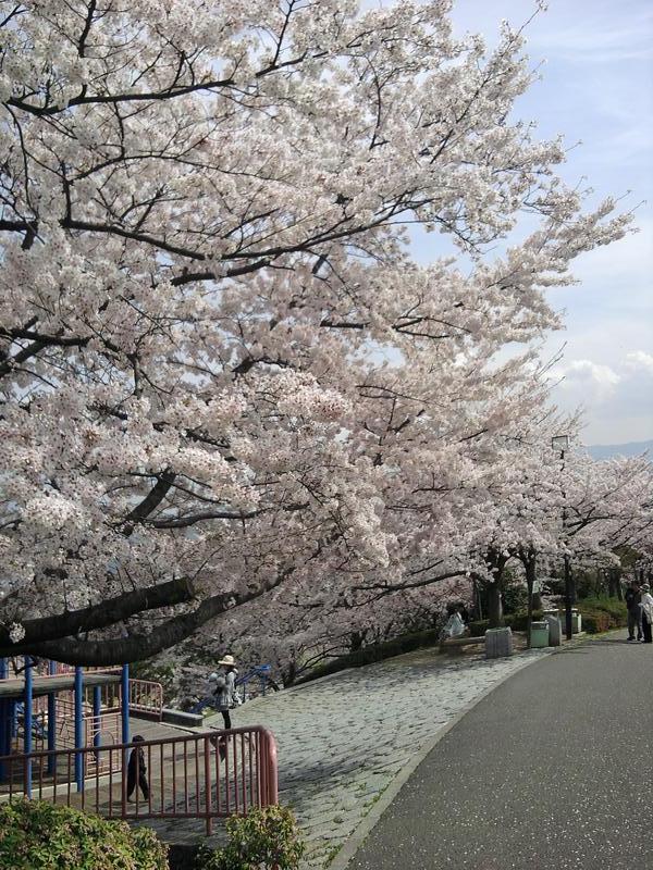 松山市総合公園の桜