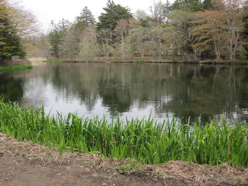 新緑の池