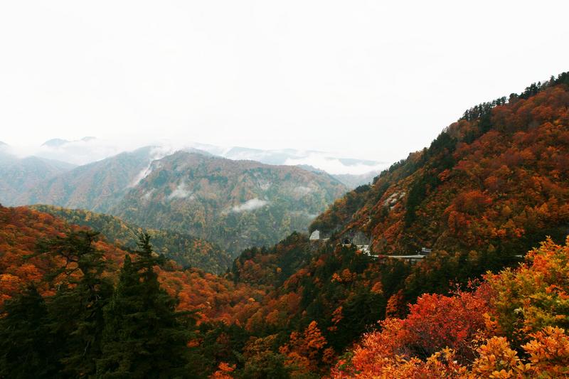 白山スーパー林道の秋