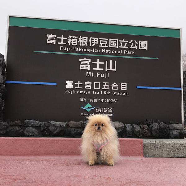 富士山五合目で記念撮影の愛犬(富士山スカイライン)