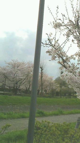 暖かい桜の花 