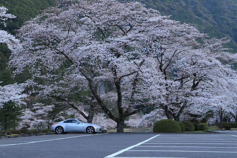奈良県下北山村の桜
