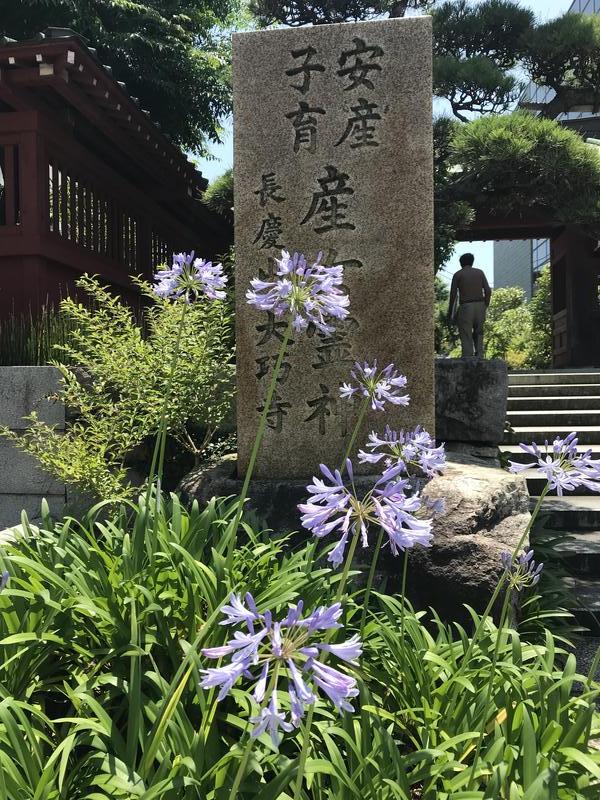 鎌倉大巧寺のアガパンサス
