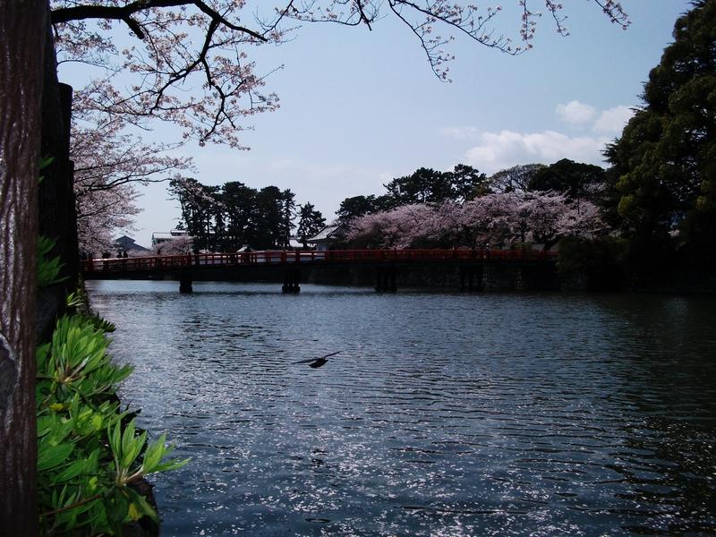学橋と堀の桜