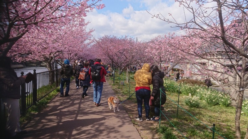 柴犬と家族の河津桜