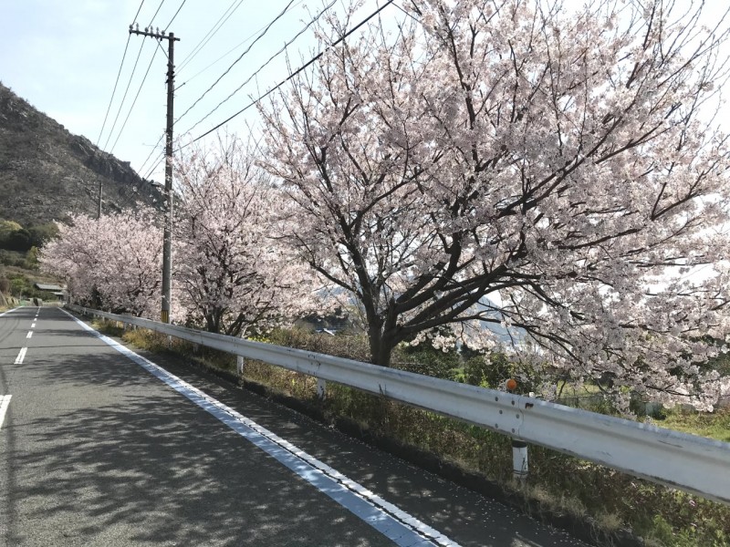 桜見ドライブ