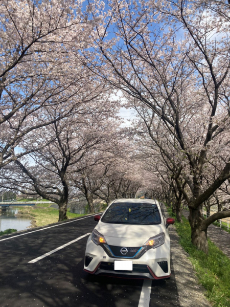 桜並木と愛車