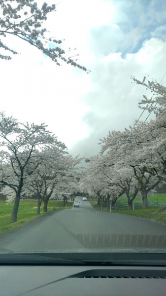 猪苗代町営磐梯山牧場の桜
