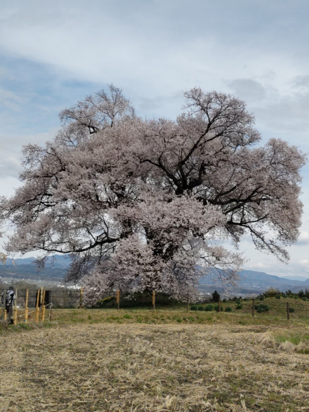 わに塚の桜満開