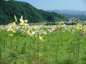 山一面ゆりの花に埋め尽くされていました。 snoguchiさん