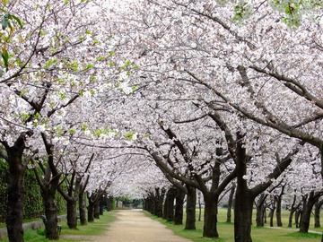 桜の回廊 8000さん