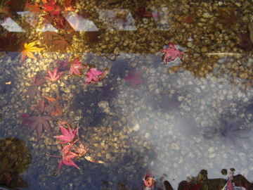 池に写る紅葉 サユリさん