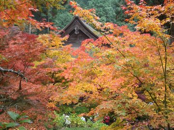 紅葉で有名な湖東三山のひとつ ヤマセミさん
