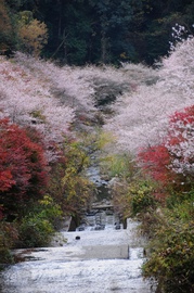 川見公園の川沿の桜と紅葉の彩りが素敵です HOPEさん