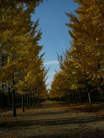 銀杏並木が良く県内市町村の木々が広い公園内に揃っている POOTOMAさん