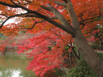 池の畔の紅葉・・・とてもキレイ！ fishさん