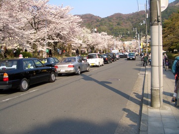 桜満開の銀閣寺道は最高にきれいです！！ まっきょさん
