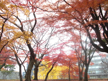 秋は紅葉が綺麗です!! 椎乃さん
