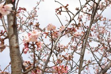 寒桜が咲いています てんてんさん