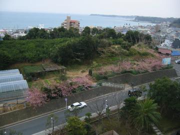 道路沿いの桜が綺麗です。 アロマさん