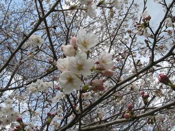 千葉の桜の名所 ぽんちゃんさん
