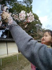 桜が咲き始めています あきらの母さん