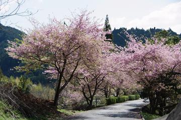 河津桜の並木を歩くのも素敵です。 なべ１号さん
