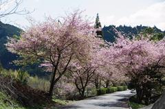 河津桜の並木を歩くのも素敵です。