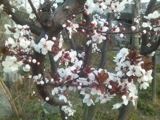 河川環境楽園の桜が咲きました あやのんたんさん