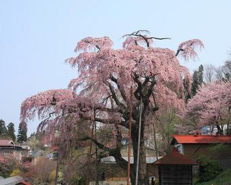 地蔵桜