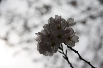 桜祭りｖｖ かっぱ５さん