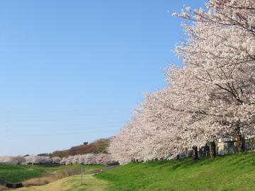 たくさんの桜が並んでいて爽快です。 こここさん