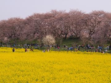桜の堤とは聞いていましたが菜の花畑がこんなに広いとは思いませんでした。 RYO-TACHIKIさん