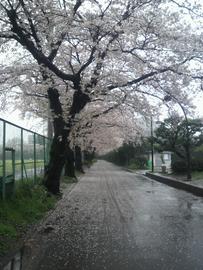 雨の駒沢公園と桜並木 鶯の初啼きさん