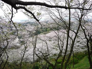 桜の海です！展望台からの階段にて。 にゃーころさん