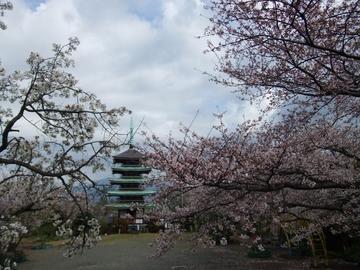 五重塔と桜 ななちゃんさん