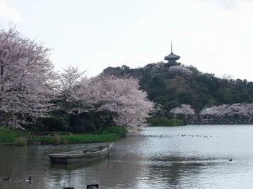池と桜と三重塔 ぺこぽんさん