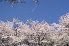 丘陵斜面を覆う5,000本もの桜が圧巻！