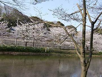 春は池のほとりに桜が咲いています！ とんとんさん