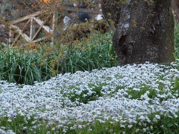 白い花ニラが一面に広がりとっても幸せ！ もりたつさん